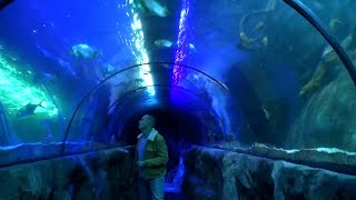 Sea Life Centre Great Yarmouth [upl. by Einnahpets]