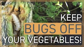 Keep Bugs Off My Vegetables How to Deal With Insects in the Garden [upl. by Sib]