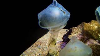 オオグチボヤ Predatory tunicate Megalodicopia hians [upl. by Ennayllek888]