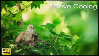 🕊️ 4K Eurasian Collared Dove Call  Birdwatching Coo Call Bird Sounds 4 hours Dove Cooing [upl. by Nahtnamas]