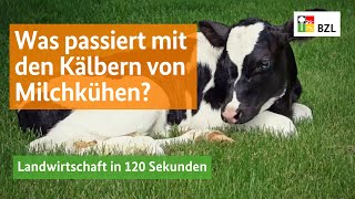 Was passiert mit den Kälbern von Milchkühen [upl. by Nnaeoj]