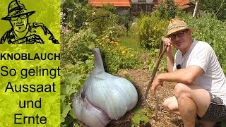 Knoblauch im Garten  so funktionierts [upl. by Knobloch]