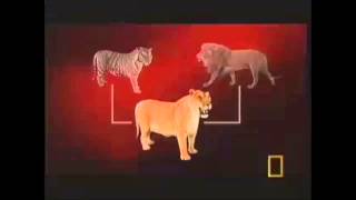 What is a Liger [upl. by Phelgen]