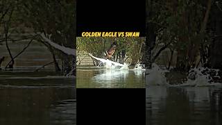 Golden eagle vs peregrine Falcon trending animals birds wildlife falcon eagle swan shorts [upl. by Farand]