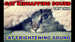 Scare The Cat  Scaredy Cat Song  Cat Frightening Sound [upl. by Sremlahc]