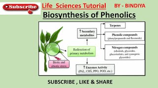 Biosynthesis Of Phenolics Shikimic Acid Pathway [upl. by Recnal]