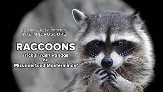 Raccoons Tricky Trash Pandas or Misunderstood Masterminds [upl. by Ettereve]