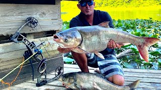 MASSIVE ASIAN CARP Catch amp Clean BOWFISHING [upl. by Dihaz788]