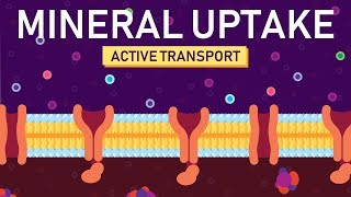 Plant Nutrition Mineral Absorption  Part 2 [upl. by Eisnyl]