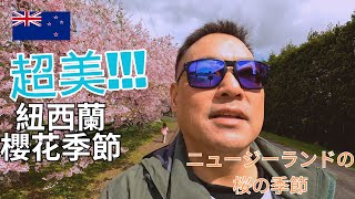 紐西蘭的春天就是追櫻花的季節 ニュージーランドの桜の季節🌸 [upl. by Eigram]