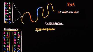 DNA Replikasyonu RNA Transkripsiyonu ve Translasyonu Biyoloji [upl. by Emmanuel502]