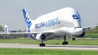 4K 20 Minutes of Airbus Beluga Landings and Takeoffs  A Weird amp Impressive Plane [upl. by Selec972]