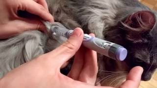 How to Use an Insulin Pen [upl. by Thetos]