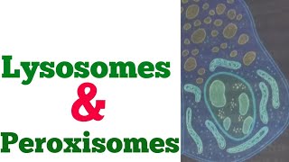 Physiology lecture 13  Lysosomes and peroxisomes  structure and functions of lysosomes peroxisomes [upl. by Mimi187]