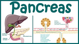 Pancreas  Endocrine and exocrine pancreas overview  Heterocrine gland Animated biology with Arpan [upl. by Nnyladnarb]