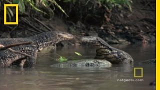 Lizard vs Lizard  National Geographic [upl. by Alcock]