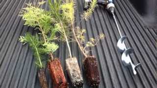 Planting Evergreen Plug Transplants [upl. by Hattie]