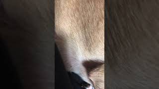 Dogs stomach growling very loudly [upl. by Valma]