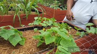 PRUNING MY CANTALOUPE CUCUMBER amp WATERMELON PLANTS [upl. by Hoenack]