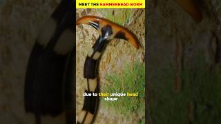 The hammerhead worm worms animals shorts [upl. by Seabrooke]