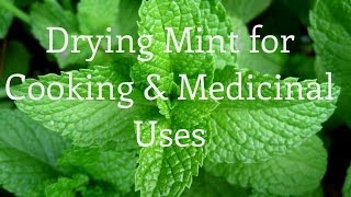 Drying Mint and Medicinal amp Culinary Uses [upl. by Malas]