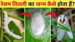 रेशम तितली का जीवन चक्र  Silkworm Life Cycle Video  Silkworm Cocoon Time Lapse In Hindi [upl. by Amek854]