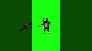 Rat Dance Green Screen rat dancingbird animal viral [upl. by Bernadene]