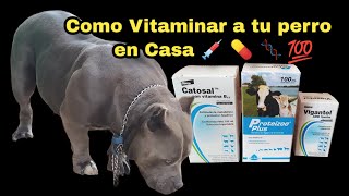 Como VITAMINAR a tu Perro Americanbully o Exoticbullys  in Casa Para subir tamaño de cuerpo [upl. by Aliahs972]