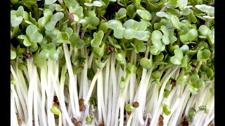 Growing Broccoli Sprouts Vertically [upl. by Negah455]