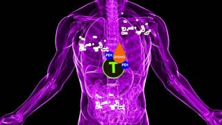 Opdivo nivolumab the Immunotherapy Cancer Treatment [upl. by Peih]