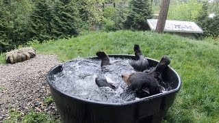 Top Moments Of Cuteness And Rascality At The Oregon Zoo [upl. by Goldshell]