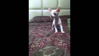 Perrita Chihuahua ladrando [upl. by Markson424]