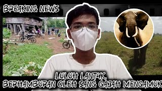 Gajah mengamuk di Tanggamus Lampung viral [upl. by Navlys]