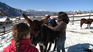 Gli asini in relazione con i bambini che meraviglia [upl. by Charisse]