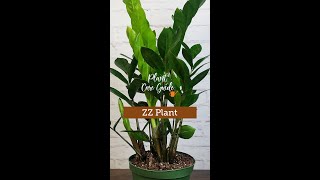 Plant Care Guide  ZZ Plant [upl. by Kurr]