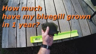 How much have my bluegill grown in 1 year [upl. by Kauslick707]