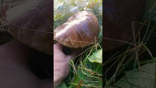 giant porcini mushrooms mushroom followme nature [upl. by Novaat689]