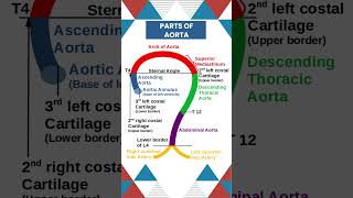 Parts of Aorta and its important surface landmarks is crucial in anatomy anatomysimplified [upl. by Marozik]