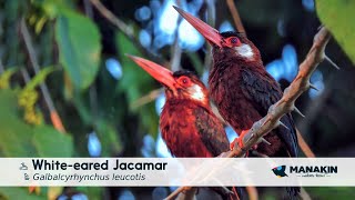 Whiteeared Jacamar  Birds of Colombia  Manakin Nature Tours [upl. by Secnarf640]