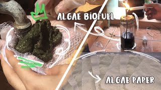 ALGAE AS BIOFUEL AND RECYCLED PAPER [upl. by Nova]