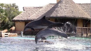 Ocean Discovery A Splash of Christmas Full Show at SeaWorld San Antonio 112720 [upl. by Forrest]