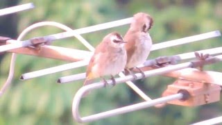 Yellowvented Bulbul sings and opens its wings [upl. by Finstad]