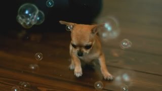 Chihuahua Bubbles  Some Cute Slow Motion [upl. by Ahkihs216]