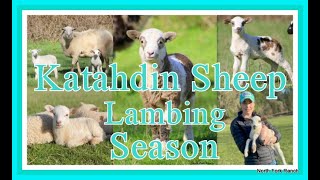 KATAHDIN SHEEP LAMBING SEASON HOW TO CHOOSE LAMBS TO RETAIN katahdin sheep farming lambing [upl. by Elsworth]