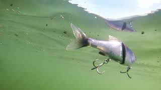 How to use a Glide Bait with Nick quotThe Informative Fishermanquot Smith [upl. by Liahkim]