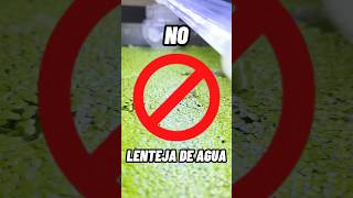 Por ESTO ODIO la LENTEJA de AGUA 🚫🌿PT2 acuariofilia acuario acuarioplantado peces pezbetta [upl. by Noied]