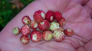 Wild Strawberry Fragaria vesca small but very tasty [upl. by Silvanus]