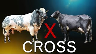 14 Worlds Largest Cattle Crossbreeds [upl. by Liesa]