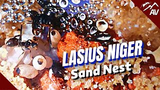 LASIUS NIGER Sand Nest  Tunnel digging in DIY Ant Farm [upl. by Hedaza]