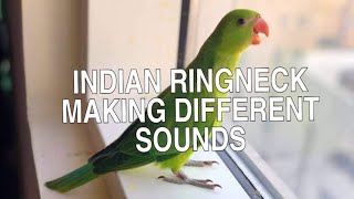 INDIAN RINGNECK PARROT RANDOM SOUNDS  INDIAN RINGNECK DIFFERENT SOUNDS [upl. by Vince876]